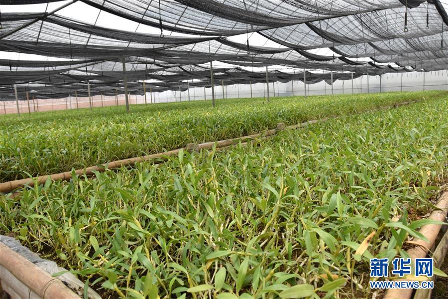 （決戰決勝脫貧攻堅&middot;圖文互動）（1）這個脫貧縣的石頭為何比土金貴？