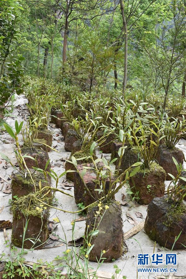 （決戰決勝脫貧攻堅&middot;圖文互動）（3）這個脫貧縣的石頭為何比土金貴？