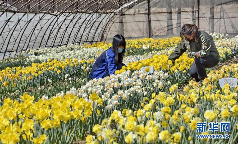 （圖文互動）（6）這座小城，鐫刻下怎樣的&ldquo;世園印記&rdquo;&mdash;&mdash;北京世園會開園一周年探訪延慶