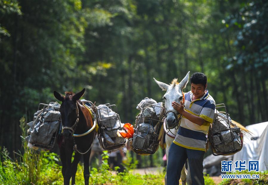 （決戰決勝脫貧攻堅&middot;圖文互動）（5）老余賣騾子