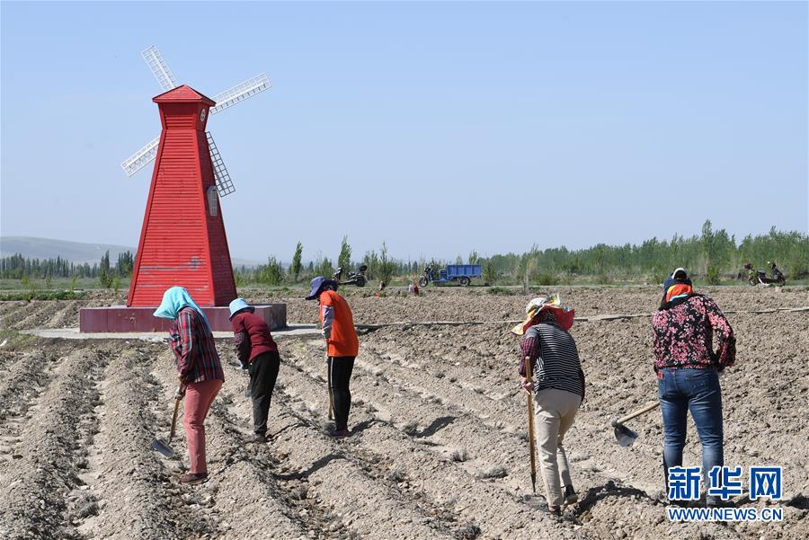 (決戰(zhàn)決勝脫貧攻堅·圖文互動)(1)在“石頭灘”耕耘“紫色夢想”