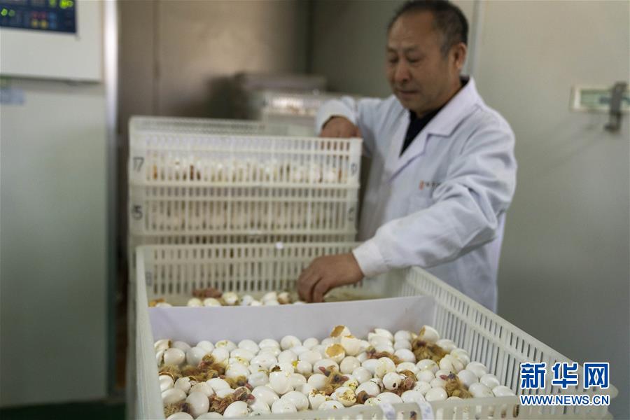 （決戰(zhàn)決勝脫貧攻堅&middot;圖文互動）（1）小鴿子帶來大希望&mdash;&mdash;河北阜平硒鴿產(chǎn)業(yè)&ldquo;飛翔&rdquo;記