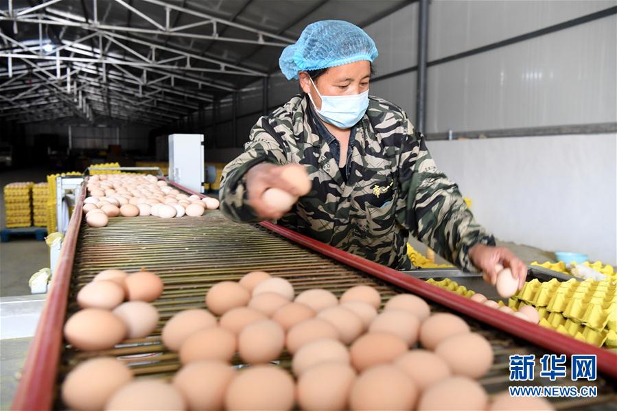 （決戰決勝脫貧攻堅&middot;圖文互動）（1）河南汝陽：發展特色種植養殖產業助力農民脫貧