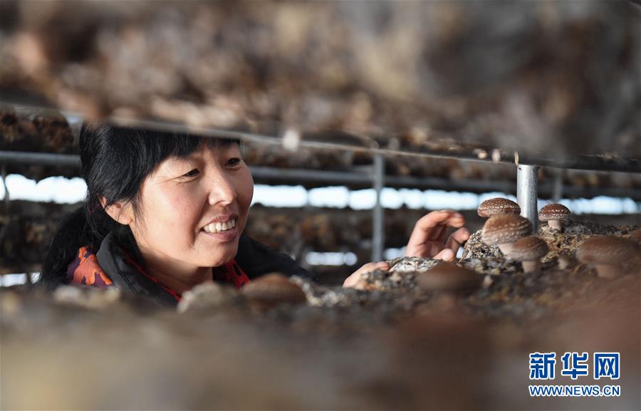 （新華全媒頭條&middot;圖文互動）（4）且看信心如何讓黃土變成金&mdash;&mdash;&ldquo;環(huán)京津貧困帶&rdquo;整體脫貧記