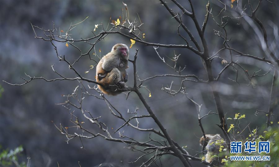 （新華全媒頭條&middot;圖文互動）（9）待到滿山紅葉時&mdash;&mdash;三峽重慶庫區踐行新發展理念面面觀