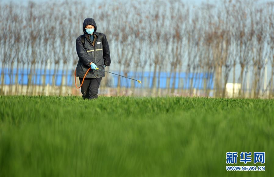 （新華全媒頭條&middot;圖文互動）（7）庚子之豐&mdash;&mdash;2020年河南夏糧豐收圖景
