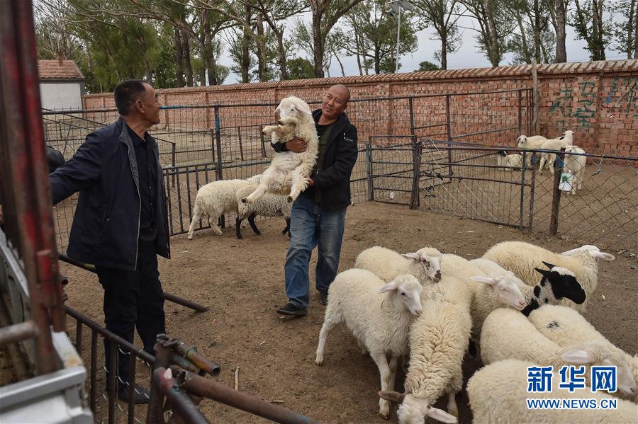 （決戰(zhàn)決勝脫貧攻堅&middot;圖文互動）（2）&ldquo;活羊經(jīng)紀(jì)人&rdquo;老白