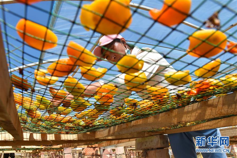 （決戰(zhàn)決勝脫貧攻堅&middot;圖文互動）（1）新疆&ldquo;杏鄉(xiāng)&rdquo;：杏果飄香 走出深閨助脫貧