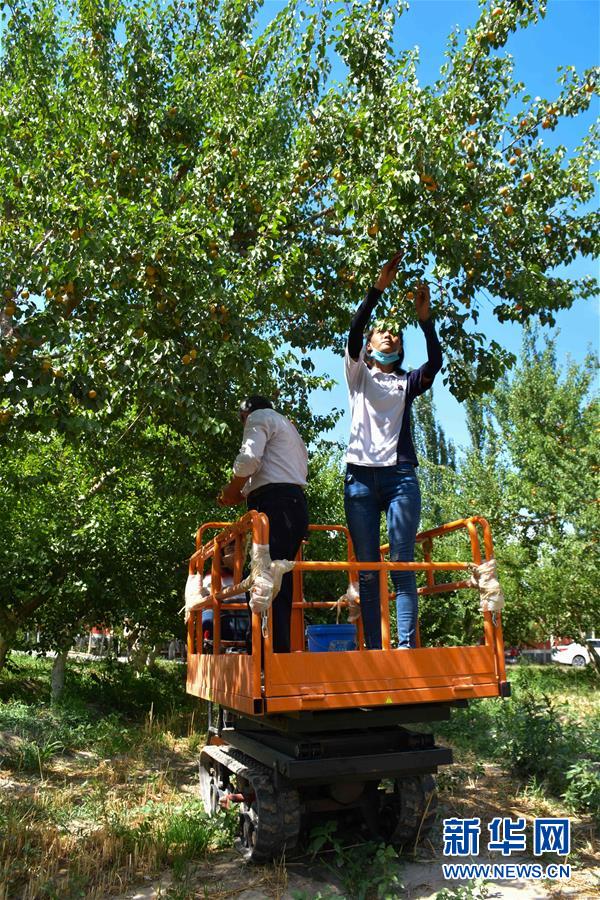 （決戰(zhàn)決勝脫貧攻堅&middot;圖文互動）（2）新疆&ldquo;杏鄉(xiāng)&rdquo;：杏果飄香 走出深閨助脫貧