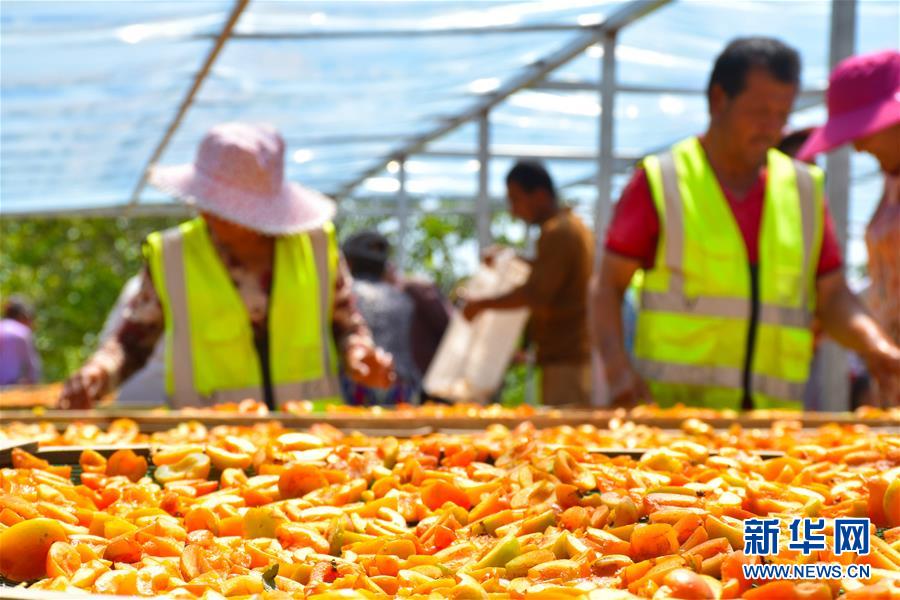 （決戰(zhàn)決勝脫貧攻堅&middot;圖文互動）（5）新疆&ldquo;杏鄉(xiāng)&rdquo;：杏果飄香 走出深閨助脫貧