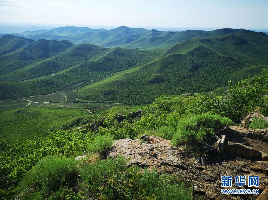 (決戰(zhàn)決勝脫貧攻堅·圖文互動)(1)內(nèi)蒙古科右中旗:把準(zhǔn)發(fā)展方向 “楓馬牛”可相及