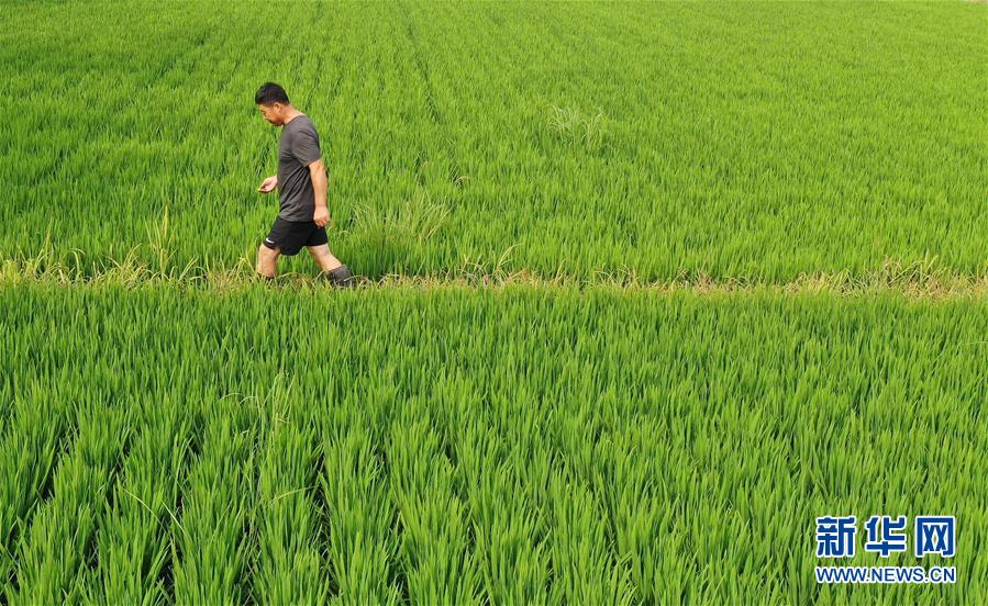 (新華全媒頭條·走向我們的小康生活·圖文互動(dòng))(7)“南大荒”變“稻蟹鄉(xiāng)”——資源枯竭型城市盤(pán)錦的鄉(xiāng)村振興之路