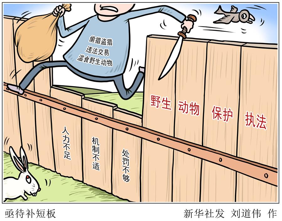 （圖表&middot;漫畫）［新華調查&middot;聚焦野生動物保護］亟待補短板