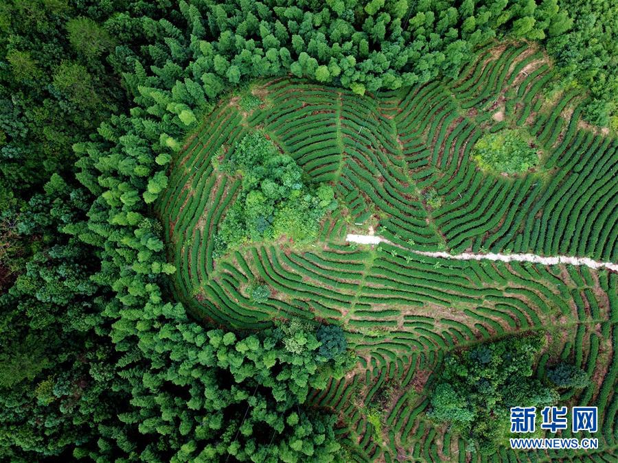 (走向我們的小康生活·圖文互動)(1)“紅土地”越來越紅火——福建老區蘇區發展新貌掠影