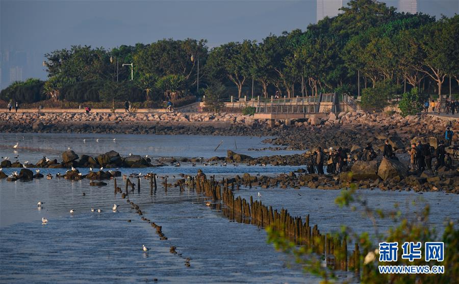 （新華全媒頭條&middot;圖文互動）（11）鯤鵬展翅九萬里&mdash;&mdash;深圳奮力跑好建設中國特色社會主義先行示范區&ldquo;第一程&rdquo;