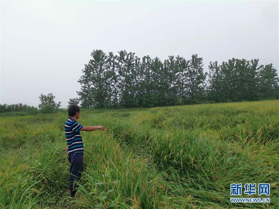 （新華視點&middot;聚焦餐桌外的浪費&middot;圖文互動）（2）顆粒歸倉為何難實現？我國糧食收割環節損失驚人