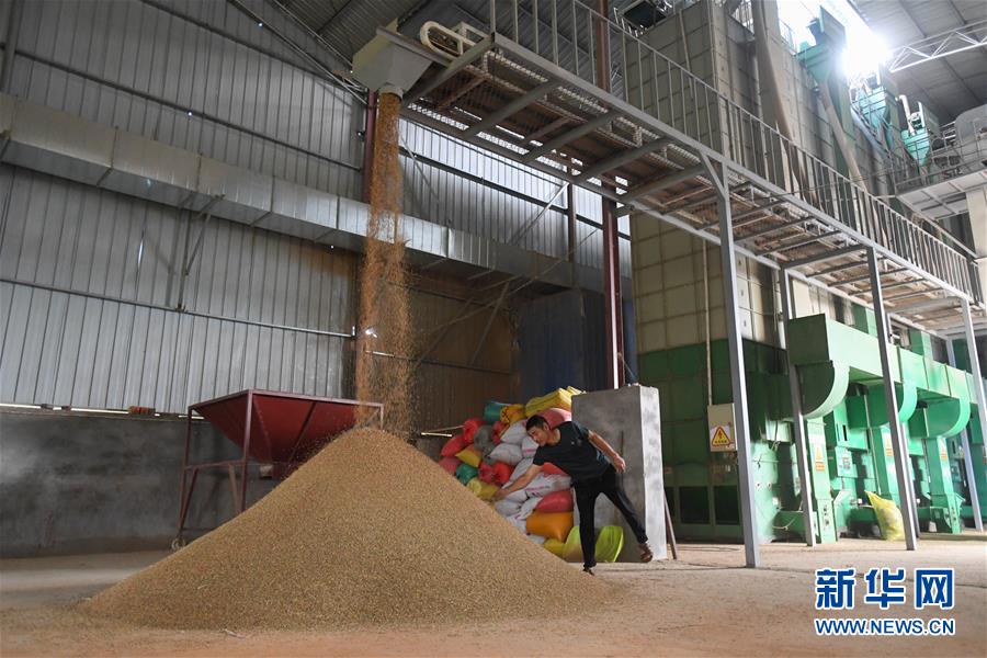 （新華視點(diǎn)&middot;聚焦餐桌外的浪費(fèi)&middot;圖文互動(dòng)）（1）農(nóng)戶儲(chǔ)糧損失達(dá)8%！設(shè)施普遍簡(jiǎn)陋，蟲害霉變堪憂