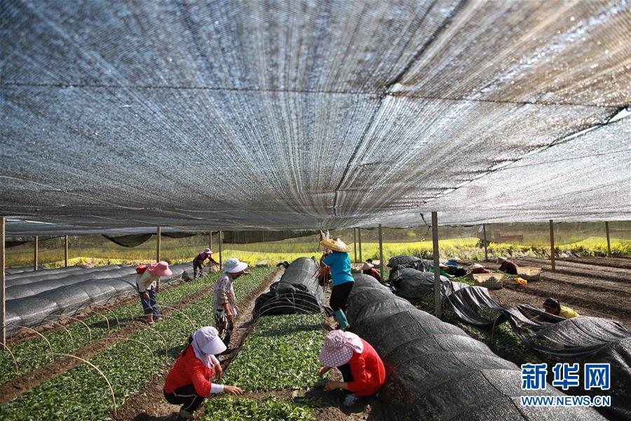 （新華全媒頭條&middot;決戰決勝脫貧攻堅&middot;督戰未摘帽貧困縣&middot;圖文互動）（7）不獲全勝，決不收兵&mdash;&mdash;全國52個掛牌督戰貧困縣脫貧攻堅紀實