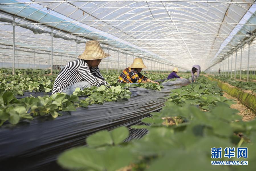 （新華全媒頭條&middot;決戰決勝脫貧攻堅&middot;督戰未摘帽貧困縣&middot;圖文互動）（12）不獲全勝，決不收兵&mdash;&mdash;全國52個掛牌督戰貧困縣脫貧攻堅紀實