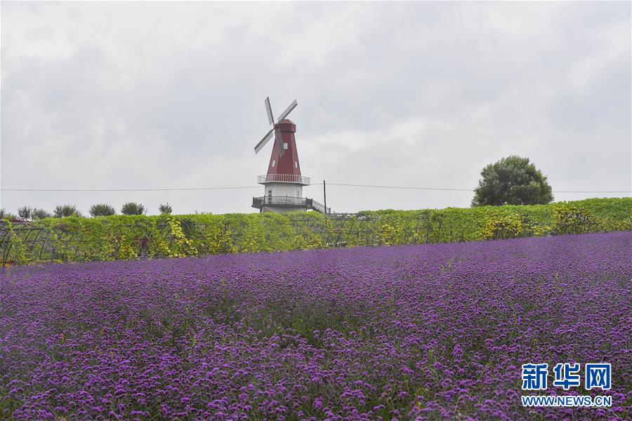 (新華全媒頭條·走向我們的小康生活·圖文互動)(6)黑土地上是我家——在吉林,一瞥中國東北鄉(xiāng)村美麗未來