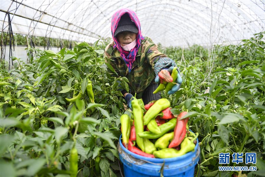 (新華全媒頭條·走向我們的小康生活·圖文互動)(10)黑土地上是我家——在吉林,一瞥中國東北鄉(xiāng)村美麗未來