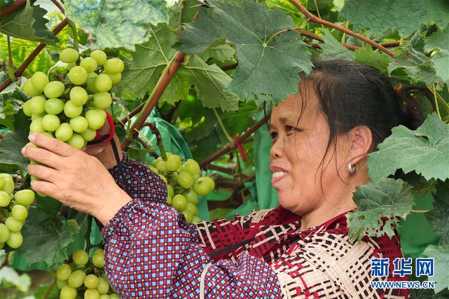 （決戰(zhàn)決勝脫貧攻堅&middot;圖文互動）（2）同飲一江水 攜手&ldquo;斬窮根&rdquo;&mdash;&mdash;深圳對口廣西河池、百色扶貧協作見聞