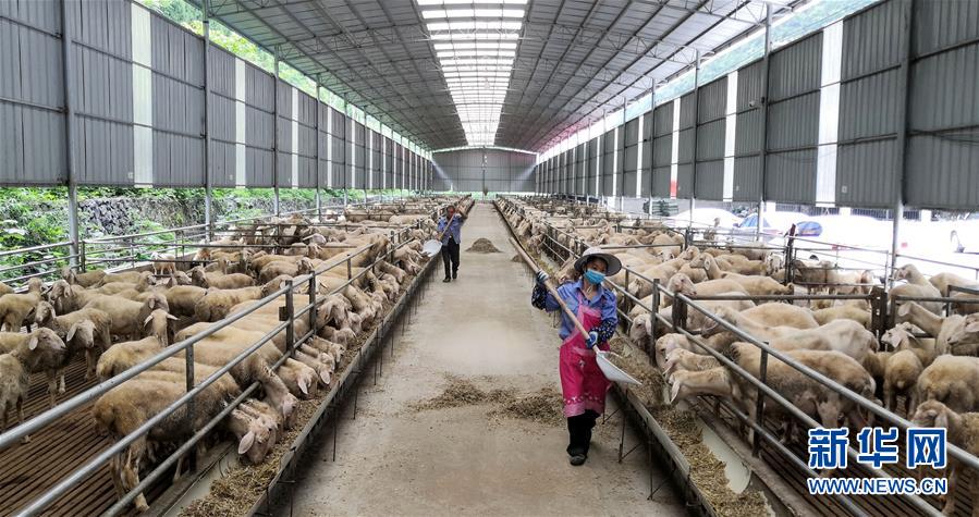 （決戰(zhàn)決勝脫貧攻堅&middot;圖文互動）（5）同飲一江水 攜手&ldquo;斬窮根&rdquo;&mdash;&mdash;深圳對口廣西河池、百色扶貧協作見聞