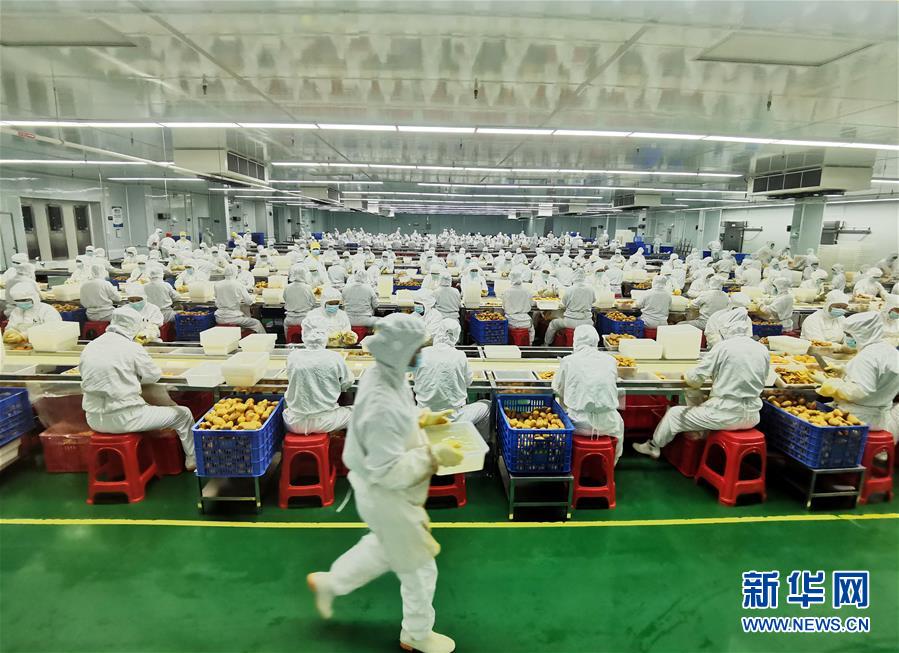 （決戰(zhàn)決勝脫貧攻堅&middot;圖文互動）（8）同飲一江水 攜手&ldquo;斬窮根&rdquo;&mdash;&mdash;深圳對口廣西河池、百色扶貧協作見聞