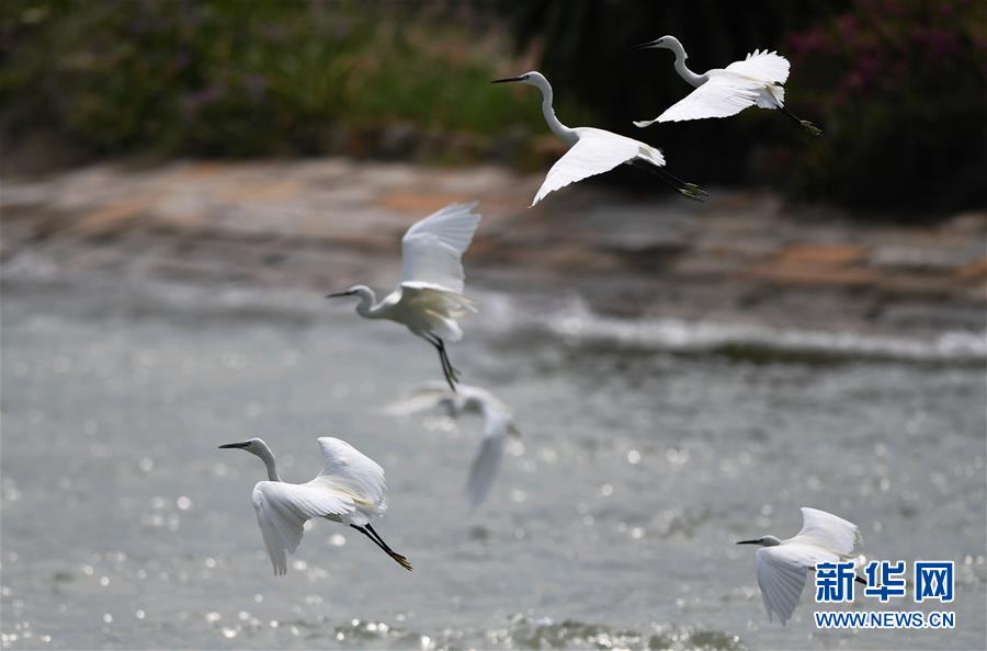 （特區40年?圖文互動）（4）廈庇五洲客 門納萬頃濤&mdash;&mdash;廈門經濟特區40年發展紀實