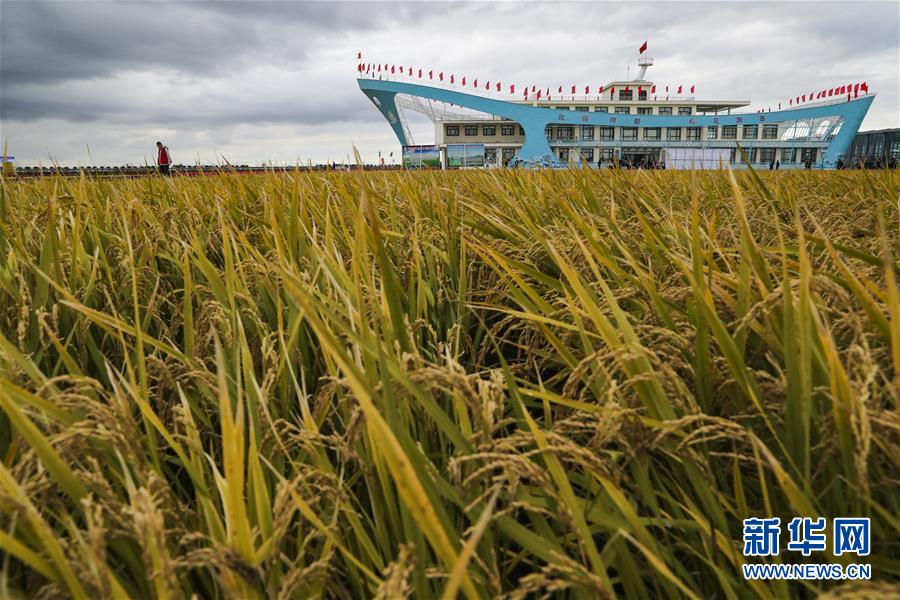 （新華全媒頭條&middot;圖文互動）（1）天道酬勤的大地贊歌&mdash;&mdash;寫在第三個中國農民豐收節之際