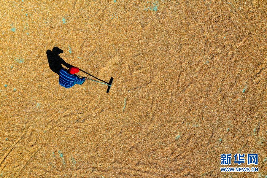 （新華全媒頭條&middot;圖文互動）（6）天道酬勤的大地贊歌&mdash;&mdash;寫在第三個中國農民豐收節之際