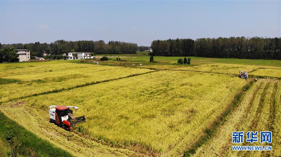 （新華全媒頭條&middot;圖文互動）（11）天道酬勤的大地贊歌&mdash;&mdash;寫在第三個中國農民豐收節之際