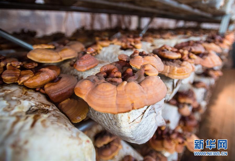 (新華全媒頭條·走向我們的小康生活·圖文互動)(4)特殊之年,荊楚大地書寫不平凡的答卷