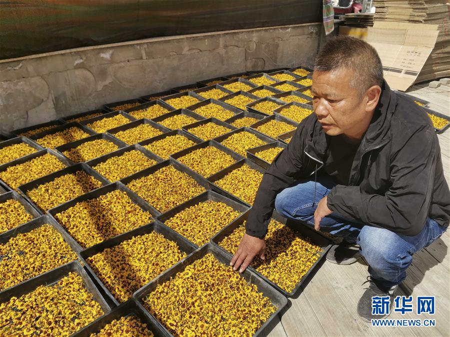 （決戰(zhàn)決勝脫貧攻堅&middot;圖文互動）（2）帕米爾高原盛開&ldquo;富民花&rdquo;