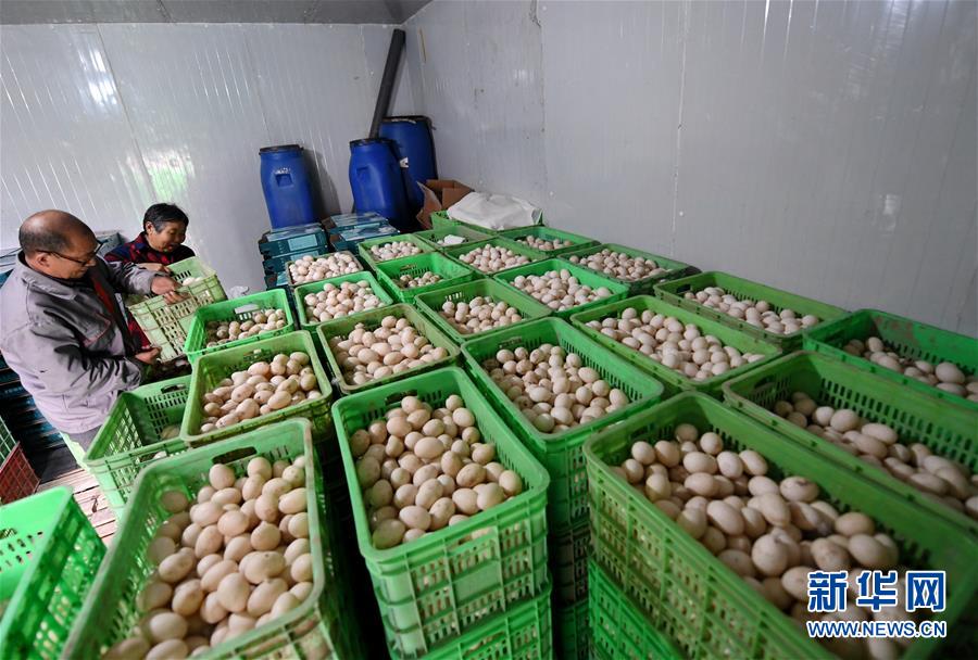 （決戰決勝脫貧攻堅&middot;圖文互動）（7）17代人追逐的夢想實現了&mdash;&mdash;記冀南平原劉秋口村變遷 