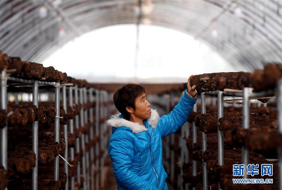 （決戰決勝脫貧攻堅&middot;圖文互動）（8）17代人追逐的夢想實現了&mdash;&mdash;記冀南平原劉秋口村變遷 