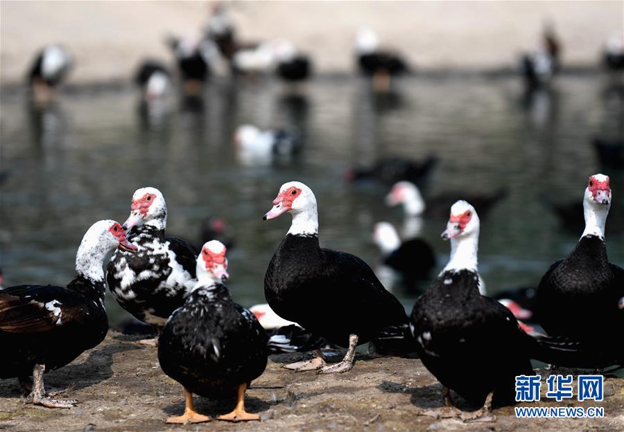 （決戰決勝脫貧攻堅&middot;圖文互動）（6）17代人追逐的夢想實現了&mdash;&mdash;記冀南平原劉秋口村變遷 