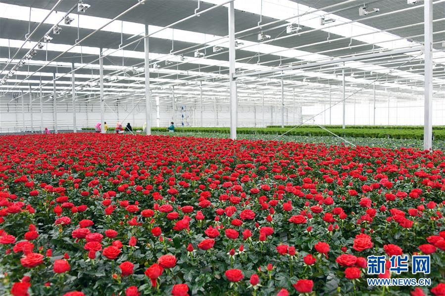 （五中全會精神在基層&middot;圖文互動）（2）從黃土荒坡到萬畝良田&mdash;&mdash;蘭州新區現代農業發展&ldquo;變奏曲&rdquo;