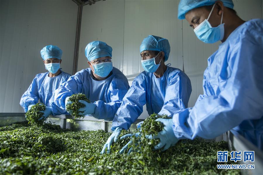 (鄉村振興·圖文互動)(2)涼山深處有“黃金”