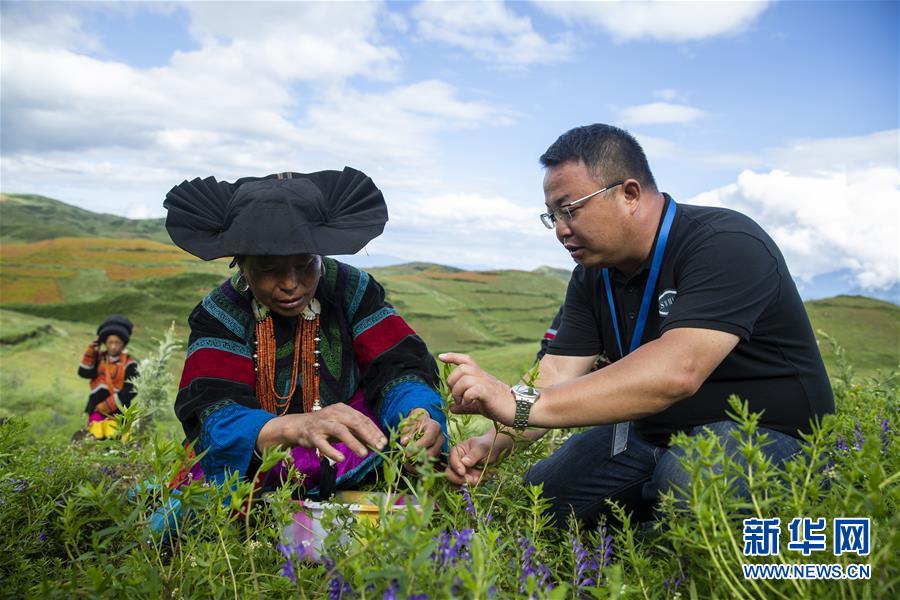 (鄉村振興·圖文互動)(7)涼山深處有“黃金”