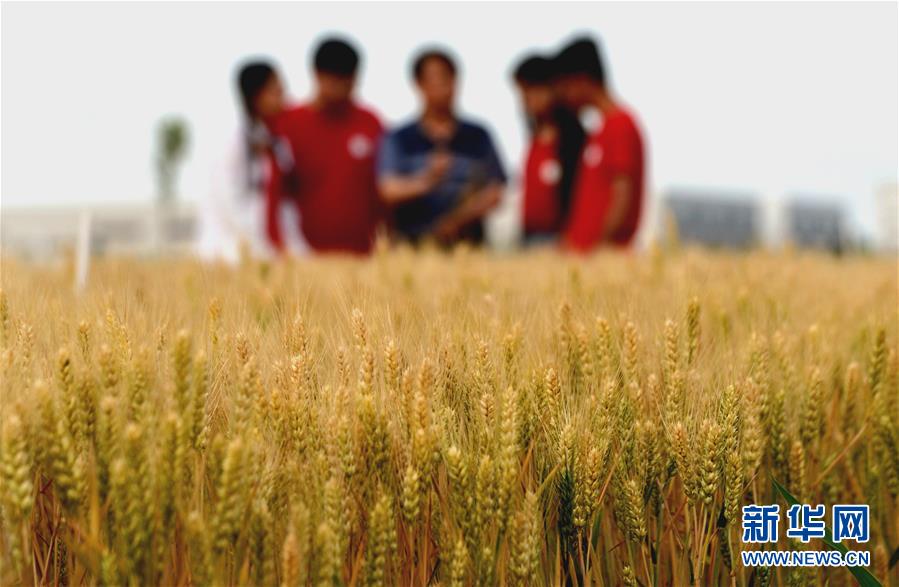 （在習近平新時代中國特色社會主義思想指引下&mdash;&mdash;新時代新作為新篇章&middot;總書記關心的百姓身邊事&middot;圖文互動）（2）&ldquo;農&rdquo;字頭照樣&ldquo;大&rdquo;作為&mdash;&mdash;豐收時節(jié)看涉農高校人才在希望的田野