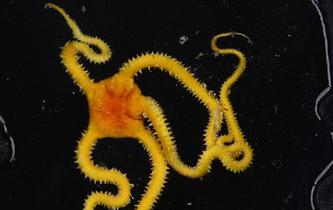 &ldquo;發現&rdquo;號在西太平洋采集到海蛇尾