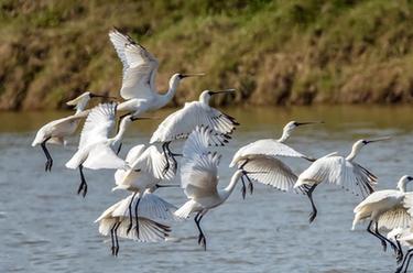 黑臉琵鷺&ldquo;長駐&rdquo;閩江口濕地