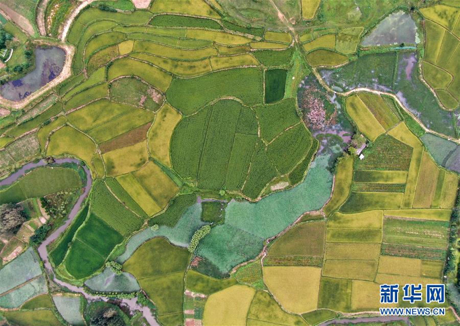 鄉(xiāng)村稻田&ldquo;調色板&rdquo;