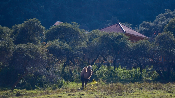 青海卡陽村：&ldquo;光棍村&rdquo;的華麗轉(zhuǎn)身
