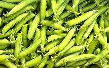 科學家破解豌豆七大性狀基因之謎