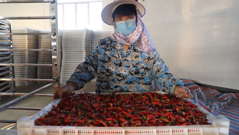 你怎么&ldquo;辣&rdquo;么好看！小辣椒映紅脫貧路