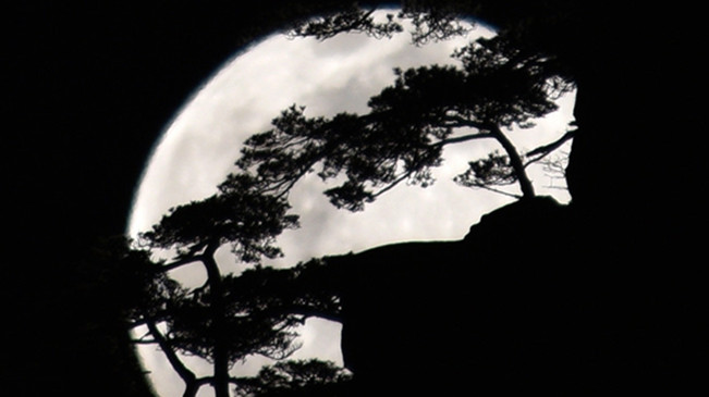 太驚艷！明月奇松 夢幻同框