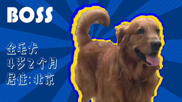有效拴繩&科學遛狗&mdash;&mdash;如何文明養犬？&ldquo;撿屎官&rdquo;們快看過來！