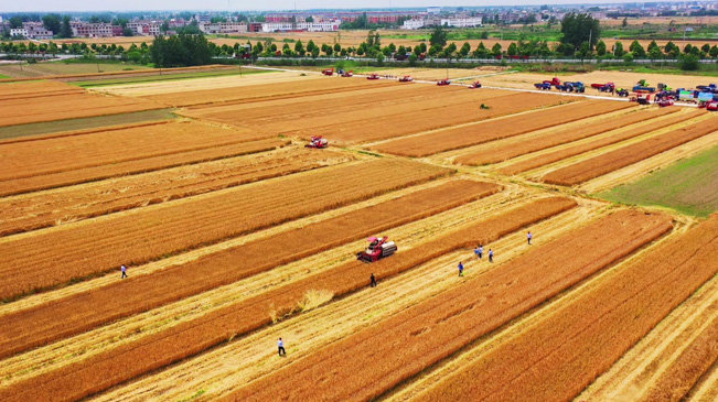 瞰豐收！風吹麥浪 &ldquo;鐵馬&rdquo;馳騁